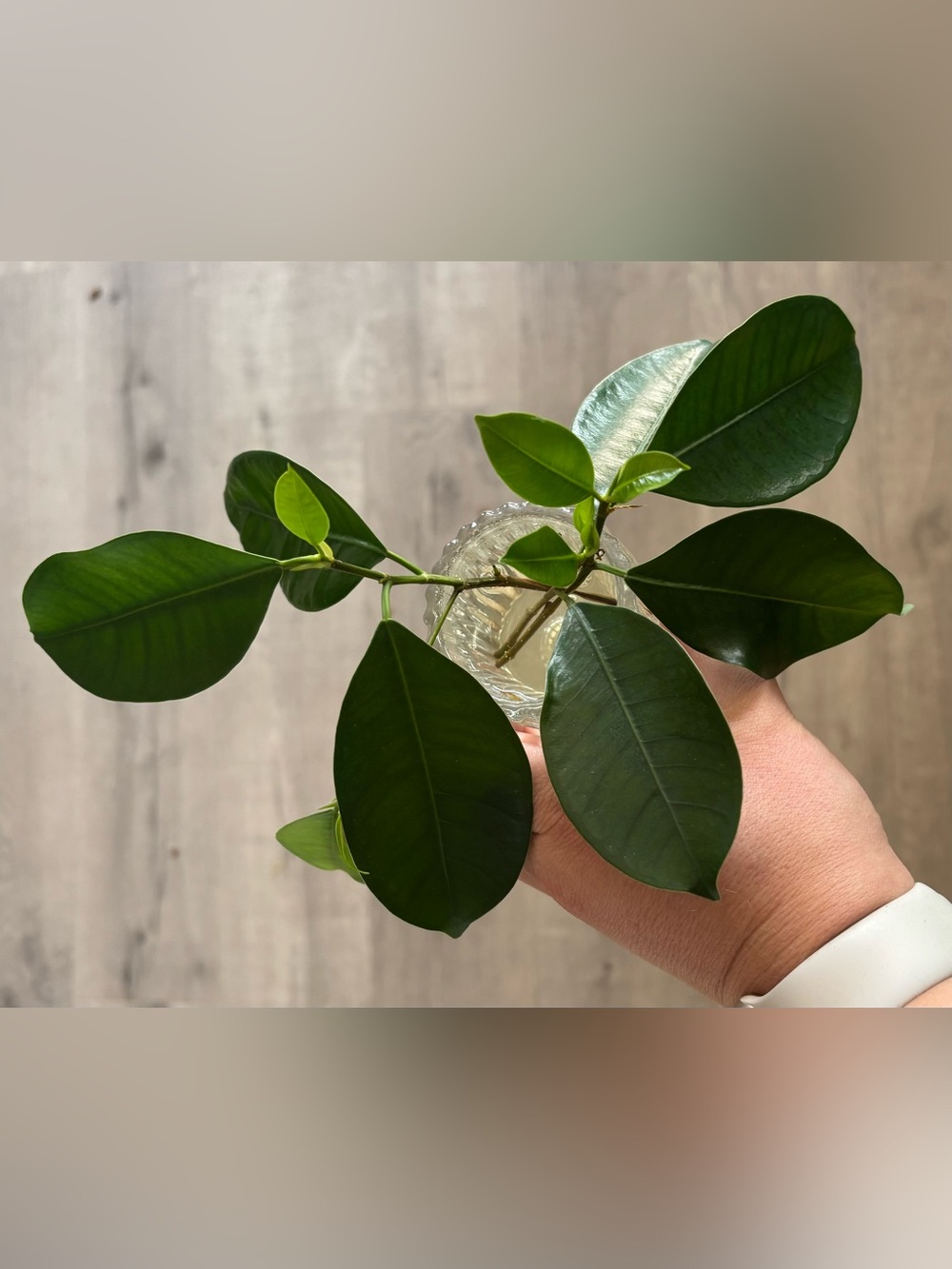 Ficus Retusa (Indian Laurel) Cuttings (Set of 2)